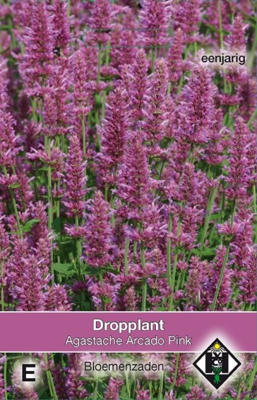 Anise Hyssop Arcado Pink (Agastache) 800 seeds HE